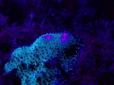 UVライトで浮かび上がってきた珊瑚