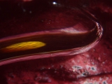 ミナミハコフグの幼魚の写った泡