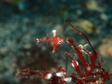 意外と可愛いセジロノドグロベラの幼魚