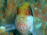 ホシゴンベの幼魚