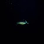 夜のアオウミガメ