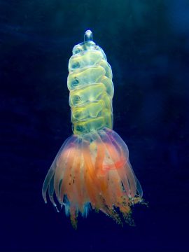 をををんくらげ maxresdefault.jpg